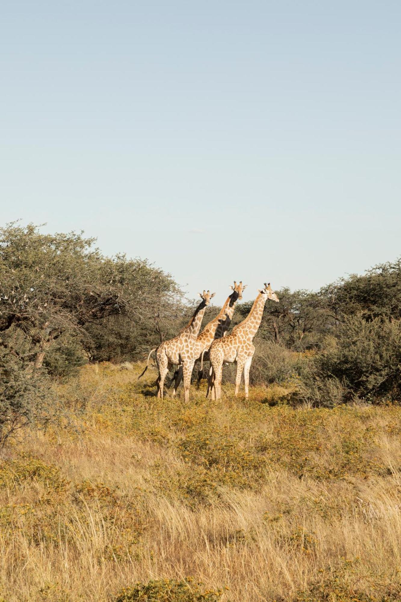 Gmundner Lodge Windhoek Exteriör bild